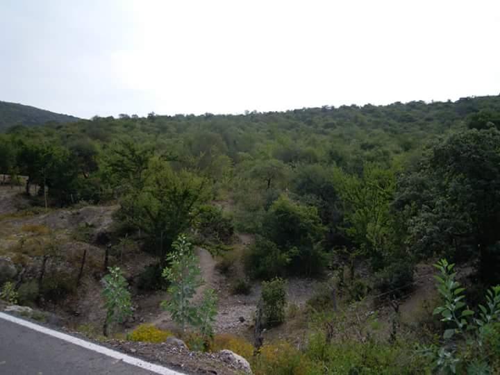 Venta o Renta Rancho 800 mts Río Permanente Se Aceptan Bienes en Rioverde - Imagen 3