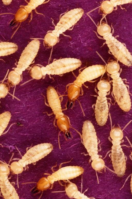 Termite control service in Chennai - Image 1