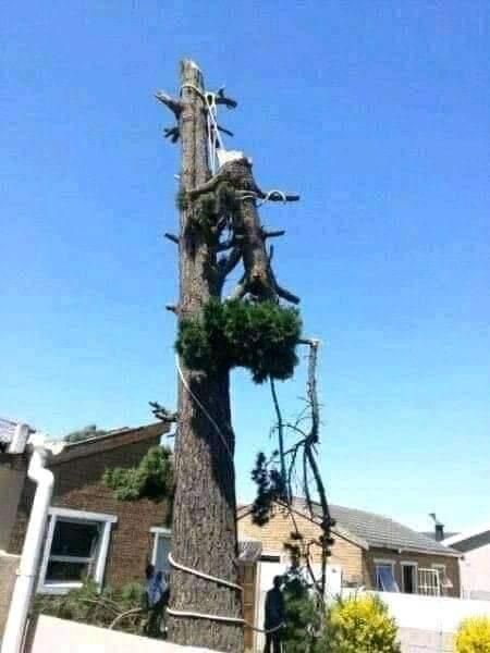 Treefelling service in Roodepoort - Image 2