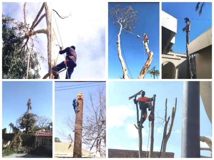 Treefelling service in Roodepoort - Image 3