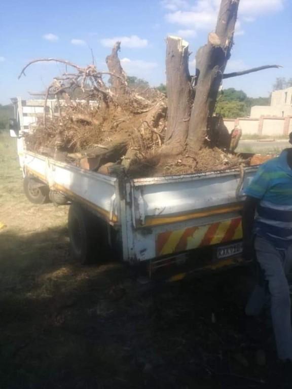Treefelling service in Roodepoort - Image 4