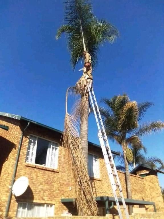 Treefelling service in Roodepoort - Image 5