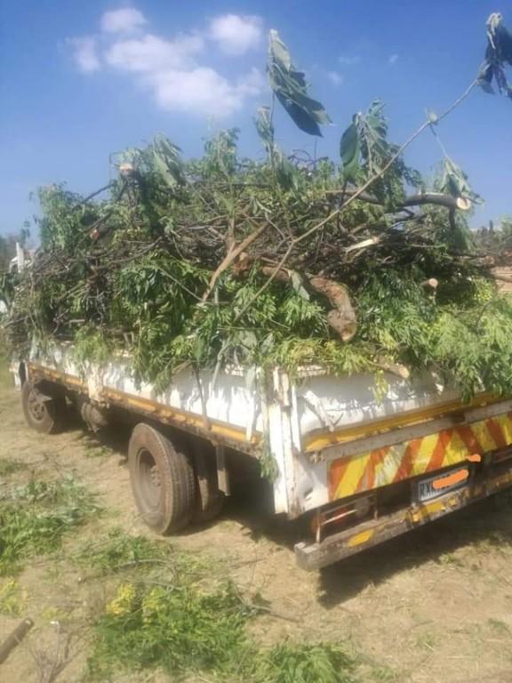 Treefelling service in Roodepoort - Image 6