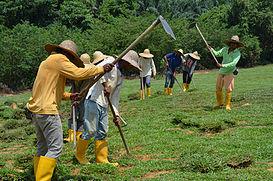 Cowgrass Turfing in North-Eastern Islands - Image 2