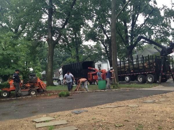 Tree Pruning, tree removal, stump grinding. in Brentwood - Image 4