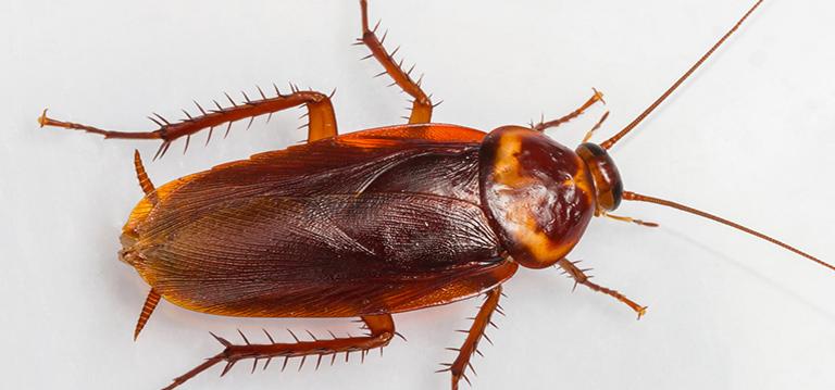 Cockroach Control Kitchen and Toilets in Chennai - Image 1