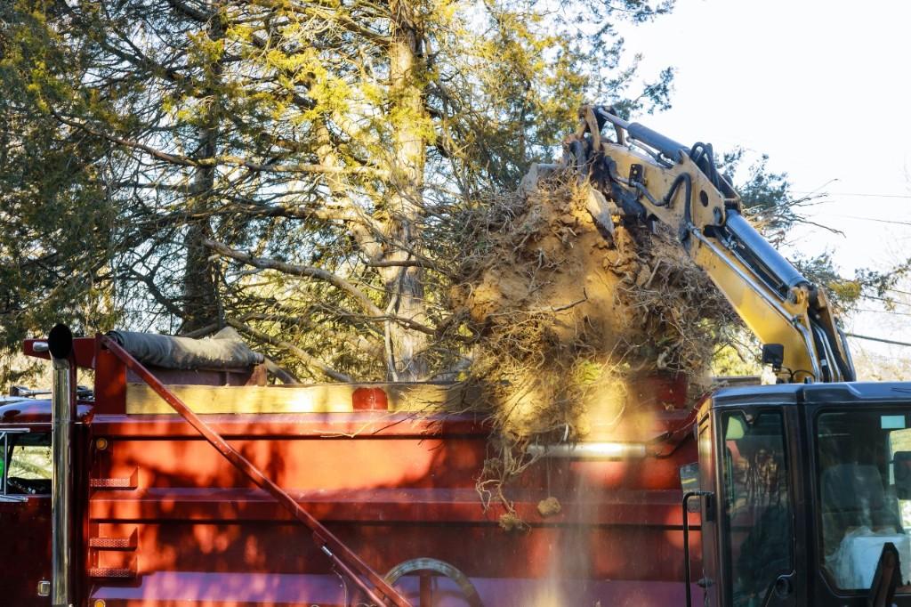 Best Tree Removal In Buffalo Ny in Cheektowaga - Image 1