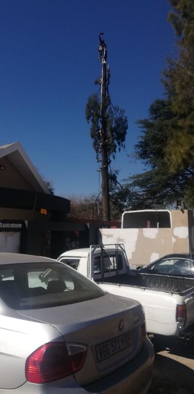Tree felling in Katlehong - Image 2
