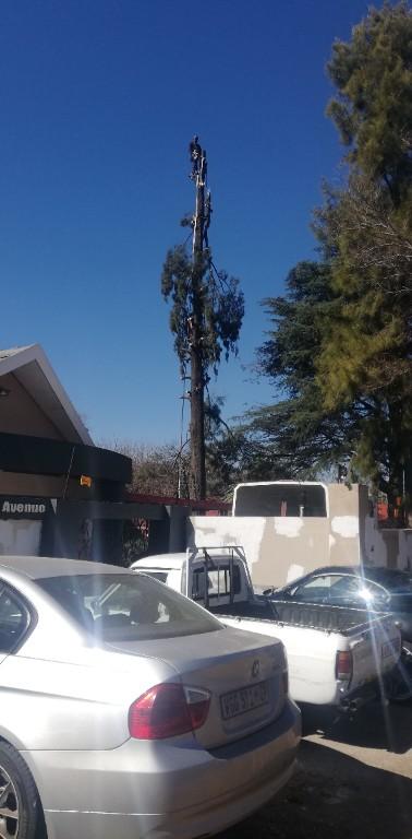 Tree felling in Katlehong - Image 3