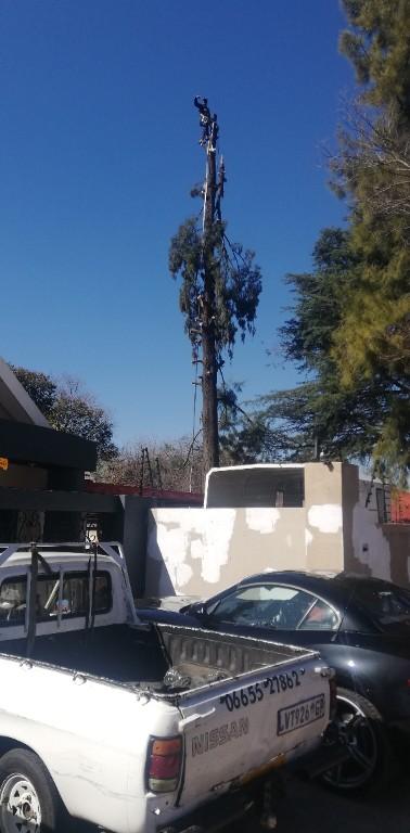 Tree felling in Katlehong - Image 6
