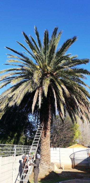 Tree felling in Katlehong - Image 8