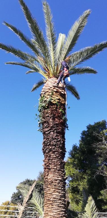 Tree felling in Katlehong - Image 9