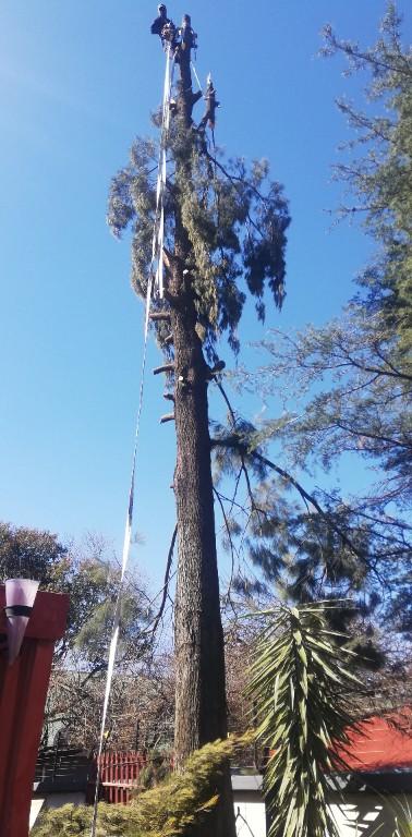 Tree felling in Katlehong - Image 10