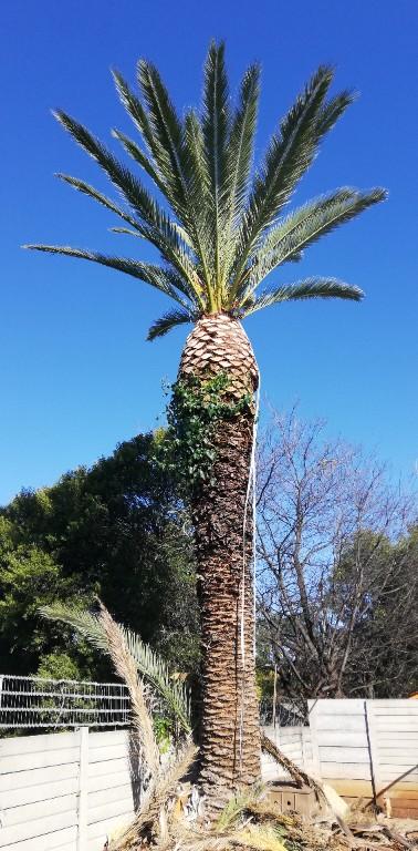 Tree felling in Katlehong - Image 12
