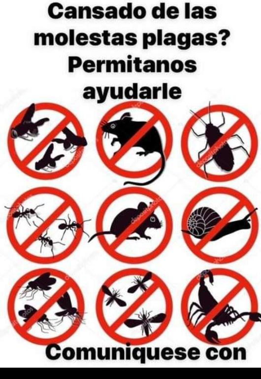 Control de plagas en Puerto Plata - Imagen 1