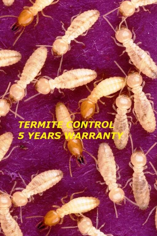 Termite Control Pre & Post construction in Chennai - Image 2