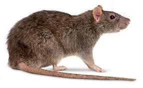MONEY RATS IN JOHANNESBURG in Randburg - Image 1