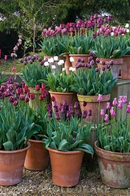 JARDINERO A DOMICILIO EMPRESAS en Lima - Imagen 5