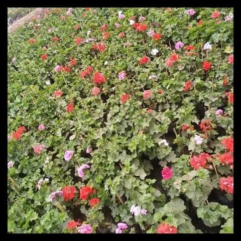JARDINERO A DOMICILIO EMPRESAS en Lima - Imagen 6