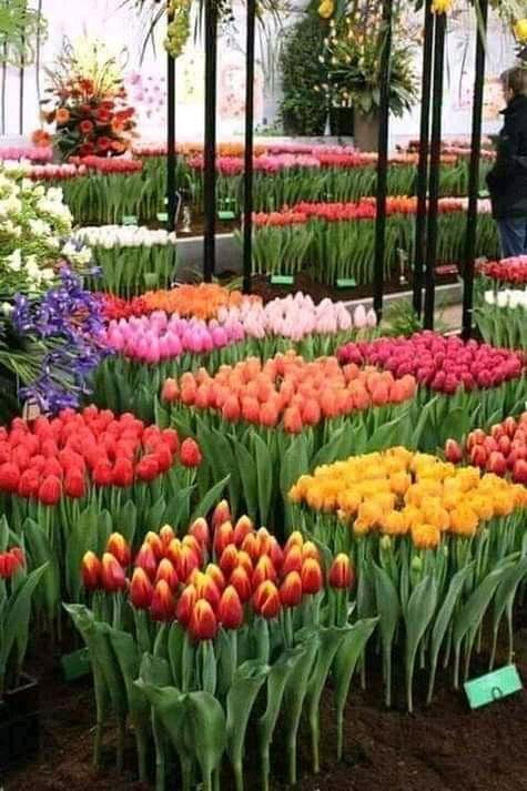 JARDINERO A DOMICILIO EMPRESAS en Lima - Imagen 8