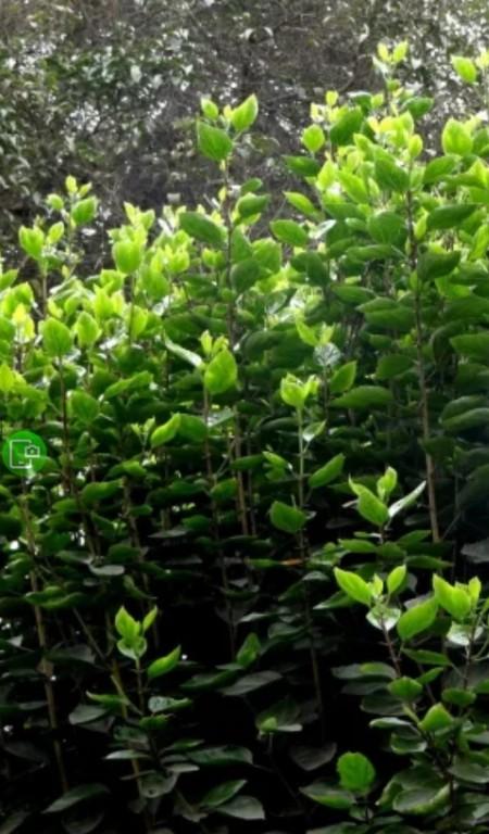 JARDINERO A DOMICILIO EMPRESAS en Lima - Imagen 10