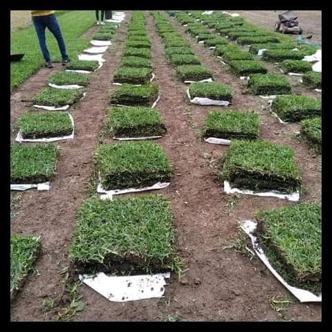 JARDINERO A DOMICILIO EMPRESAS en Lima - Imagen 12