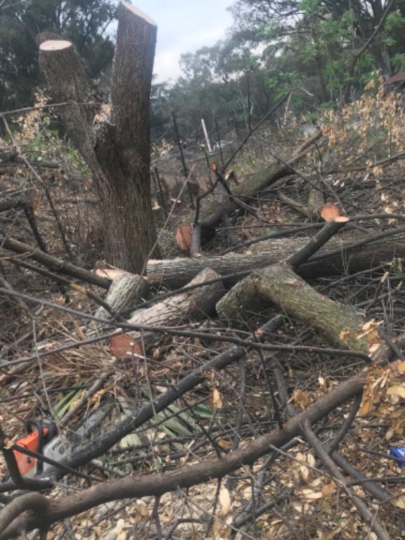 Tree felling in Randburg - Image 1