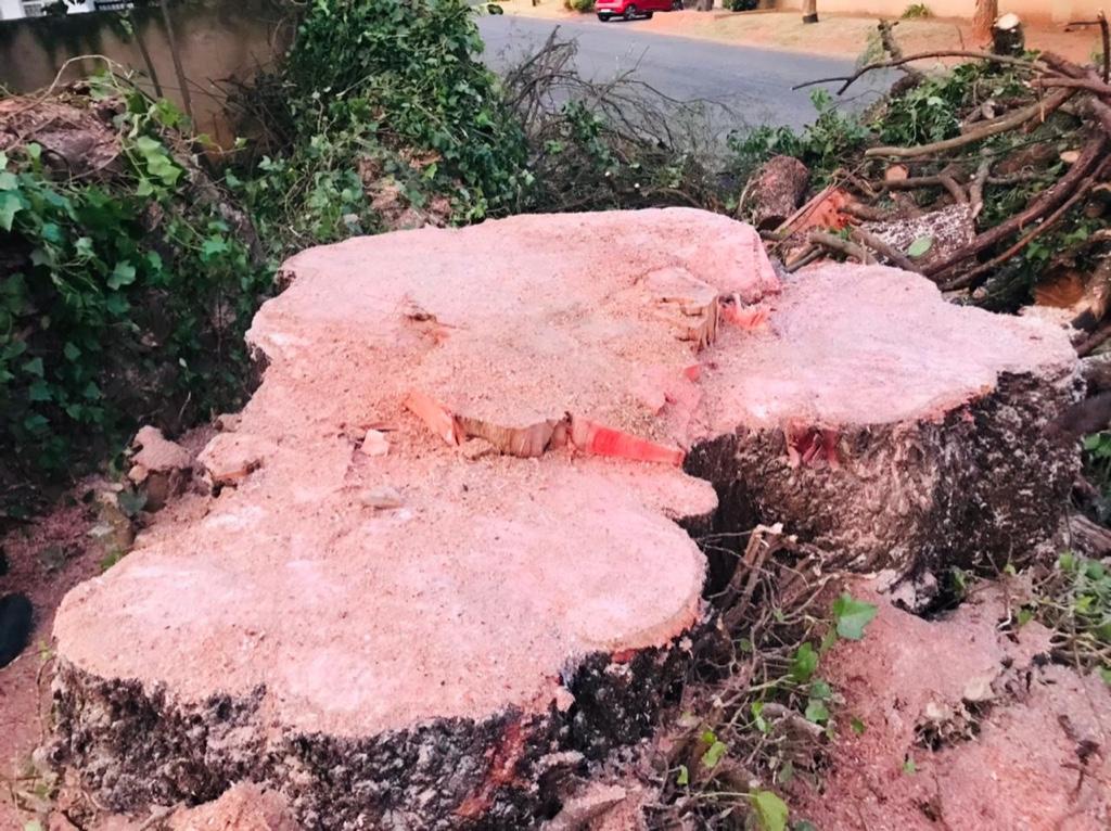 Tree felling in Randburg - Image 2