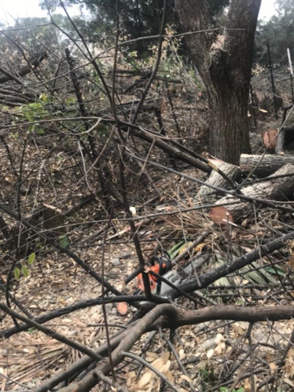Tree felling in Randburg - Image 3