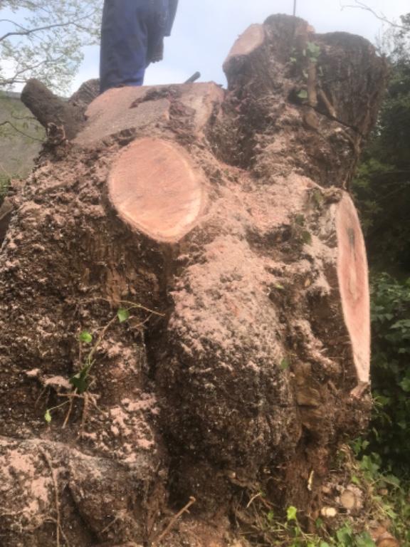 Tree felling in Randburg - Image 4