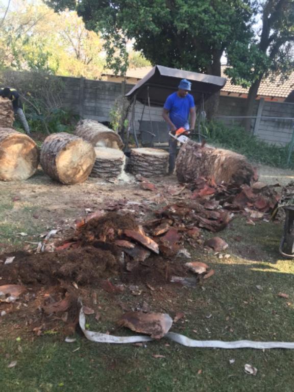 Tree felling in Randburg - Image 5