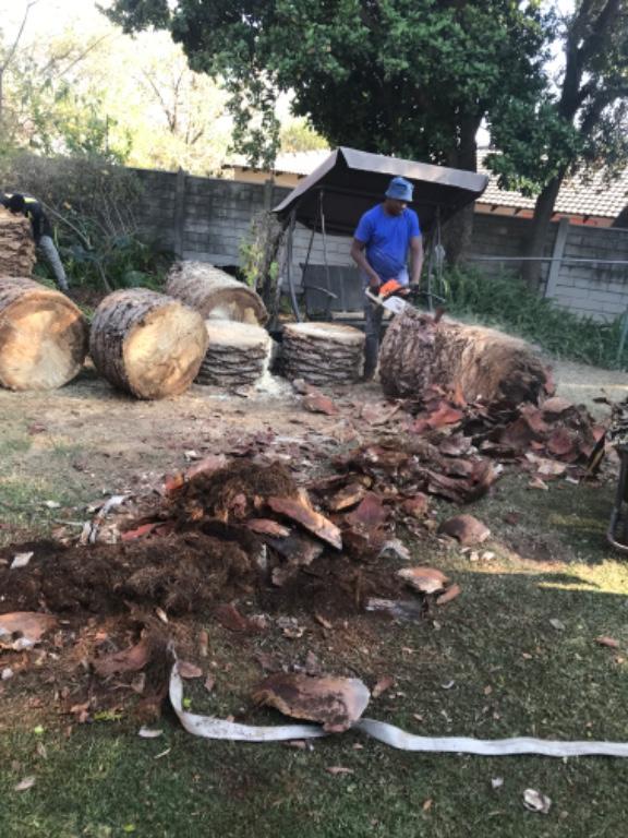 Tree felling in Randburg - Image 7