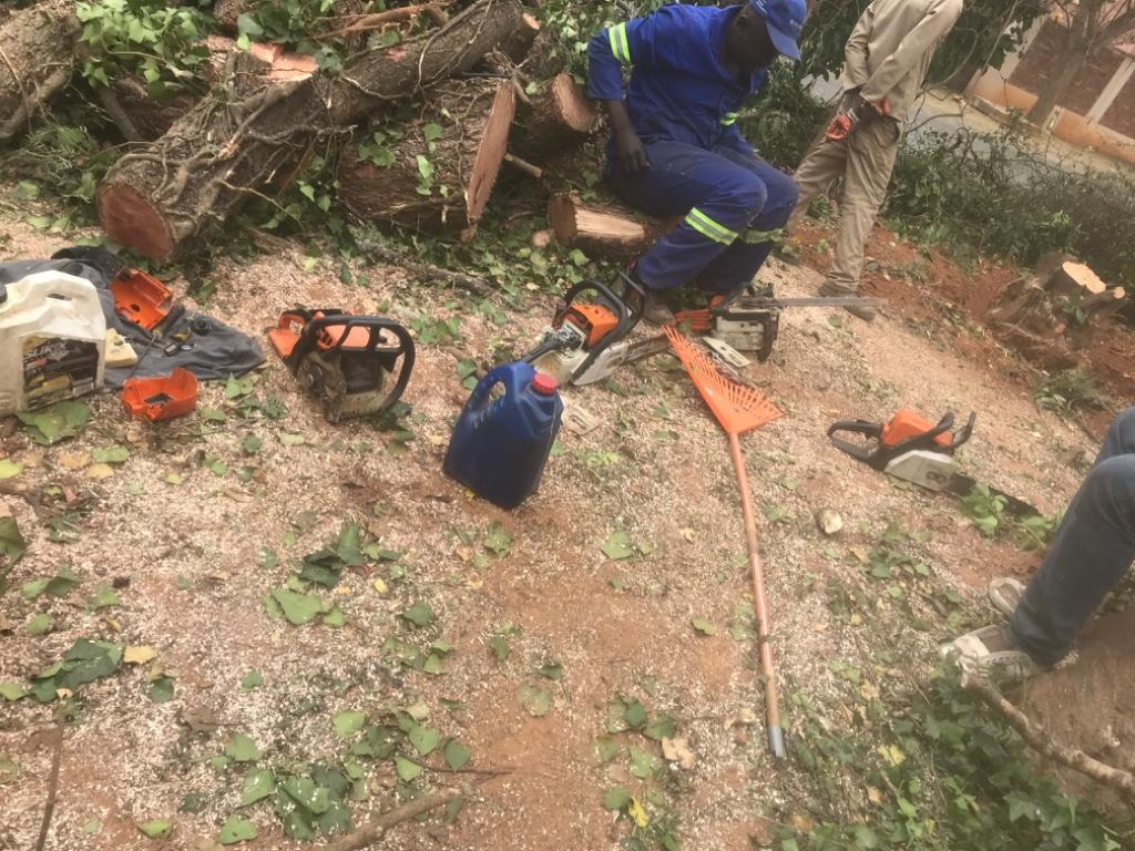 Tree felling in Randburg - Image 8