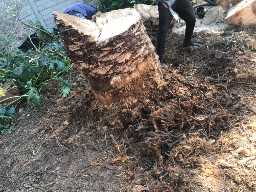 Tree felling in Randburg - Image 10