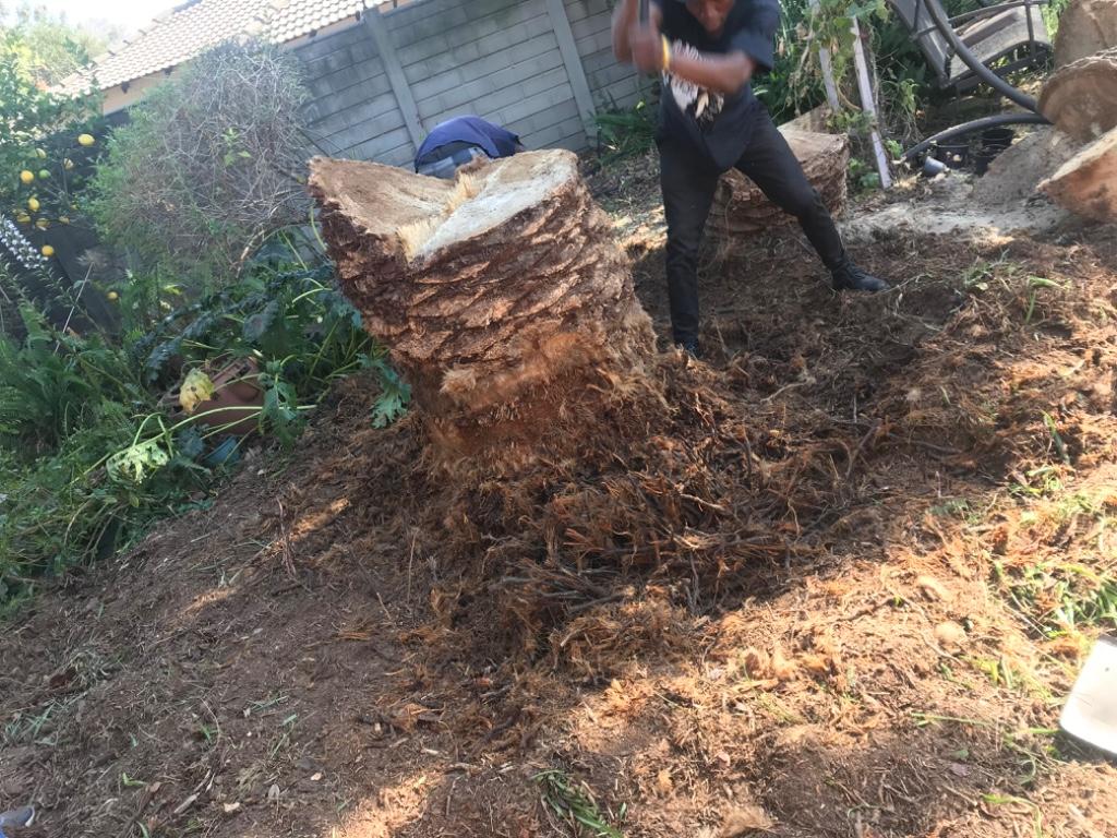 Tree felling in Randburg - Image 11