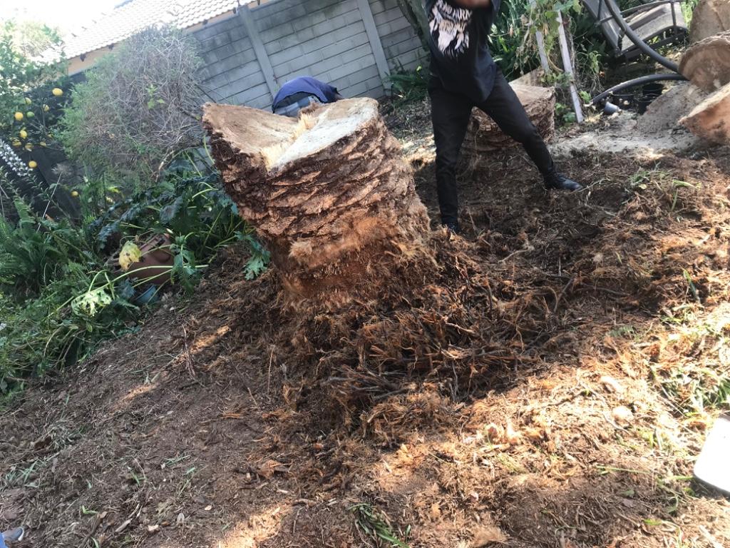 Tree felling in Randburg - Image 12