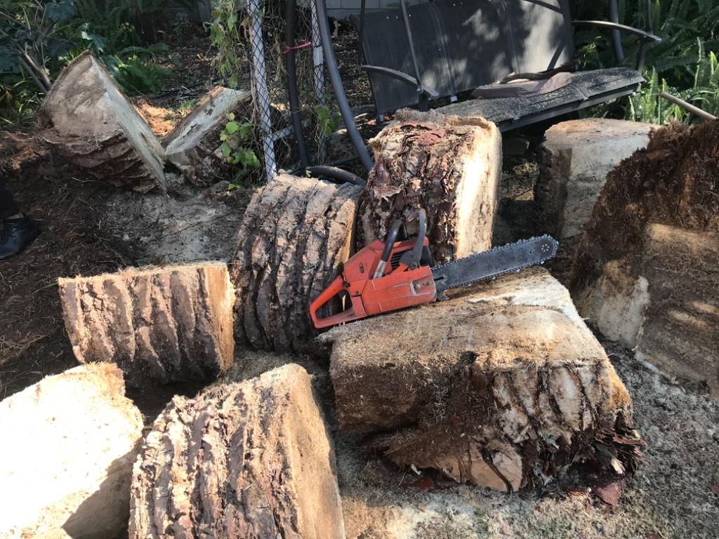 Tree felling in Randburg - Image 13