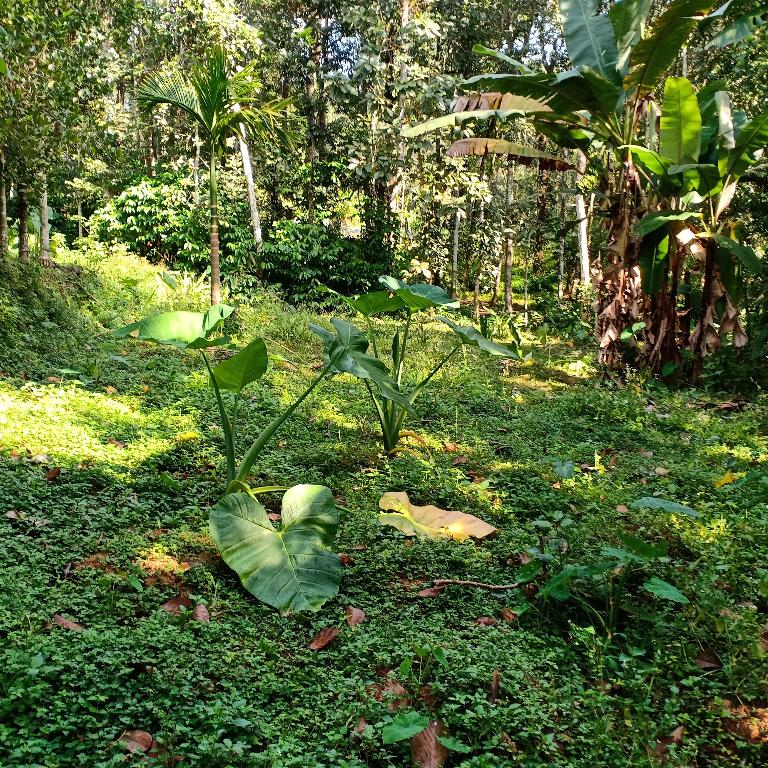 Old House and plot in Kumarakom - Image 1