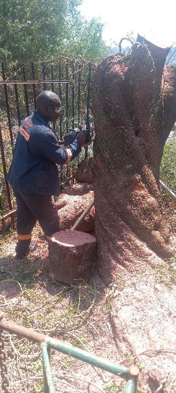Elias Tree Felling Service. in Randburg - Image 1