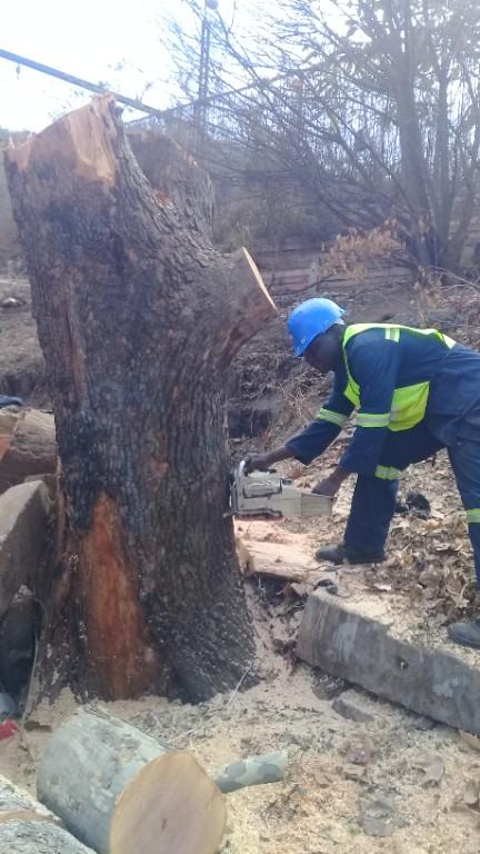 Elias Tree Felling Service. in Katlehong - Image 1