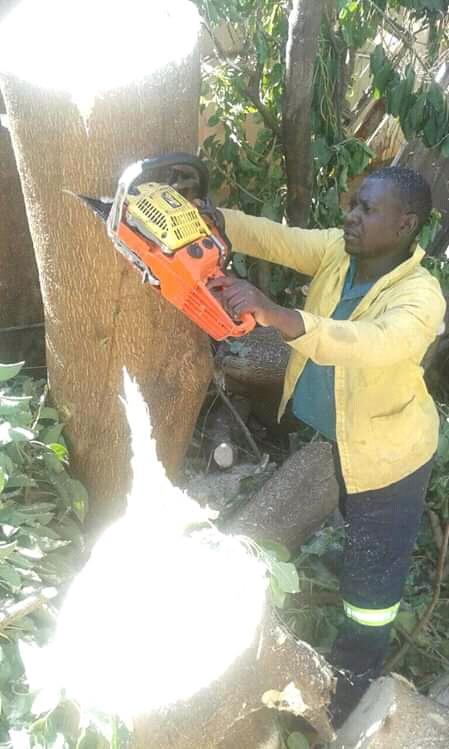 Elias Tree Felling Service. in Boksburg - Image 1