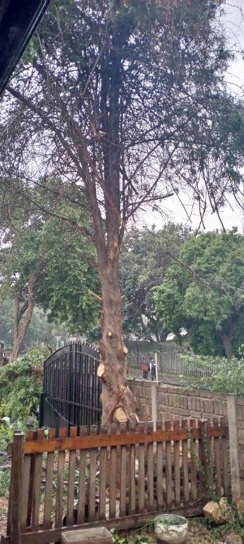Tree cutting in Randburg - Image 3