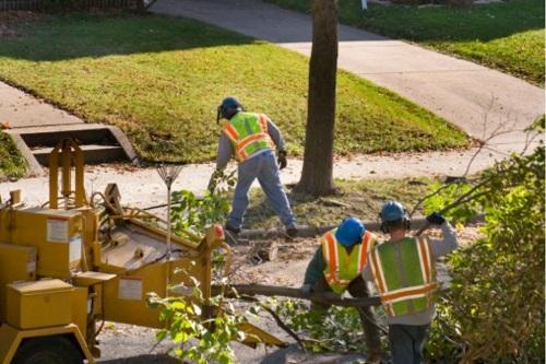 Professional Tree Service In Buffalo in Cheektowaga - Image 1