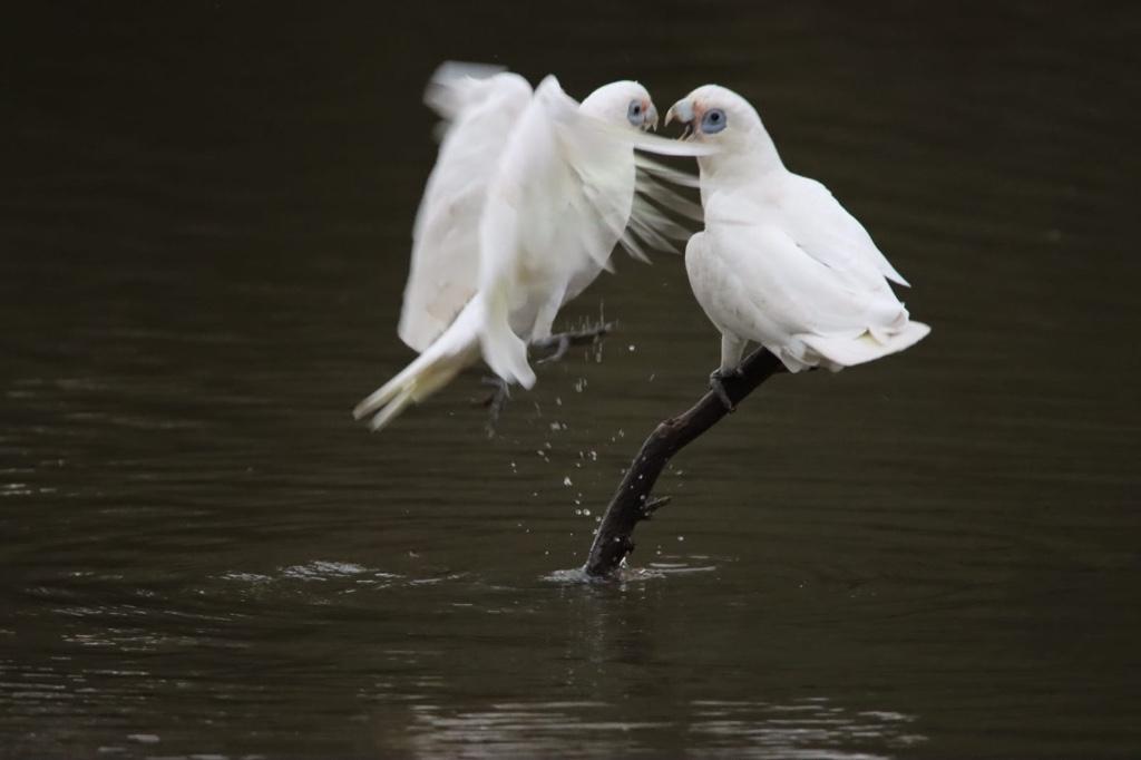 Photography in Australia - Image 10