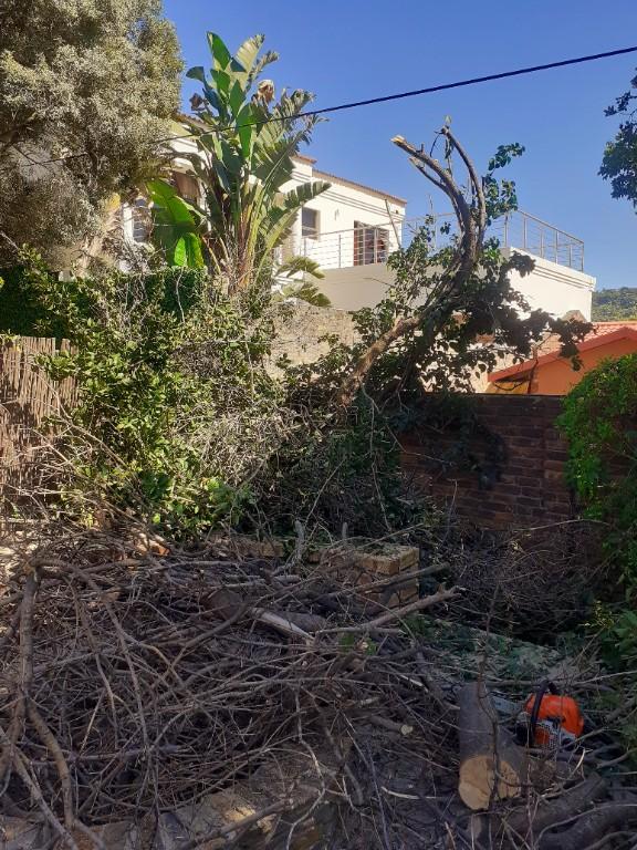 Tree felling in Boksburg - Image 1