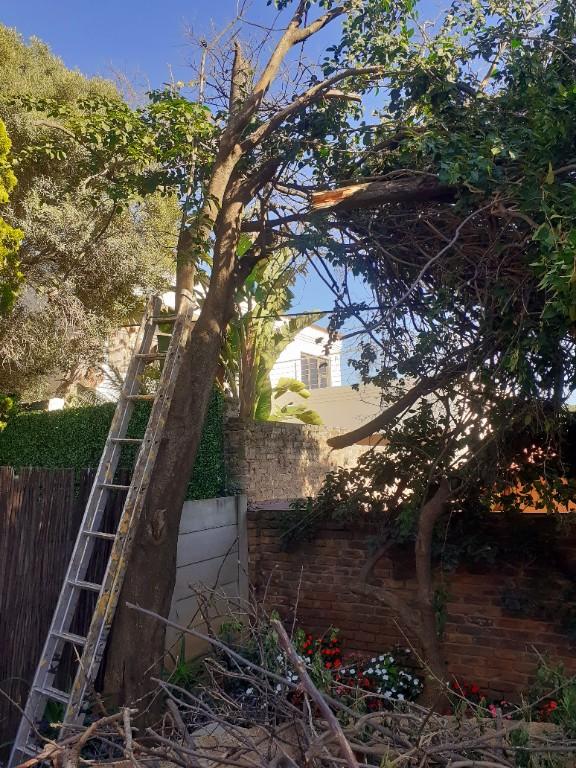 Tree felling in Boksburg - Image 2