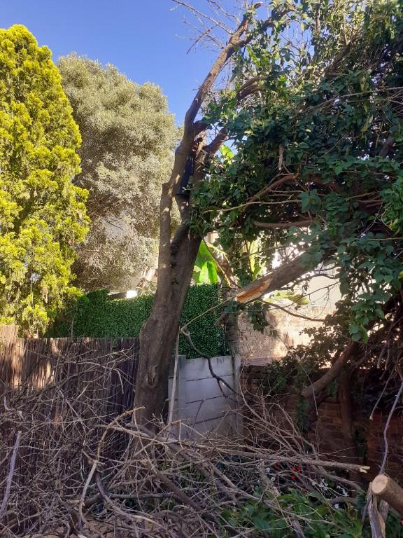 Tree felling in Boksburg - Image 3