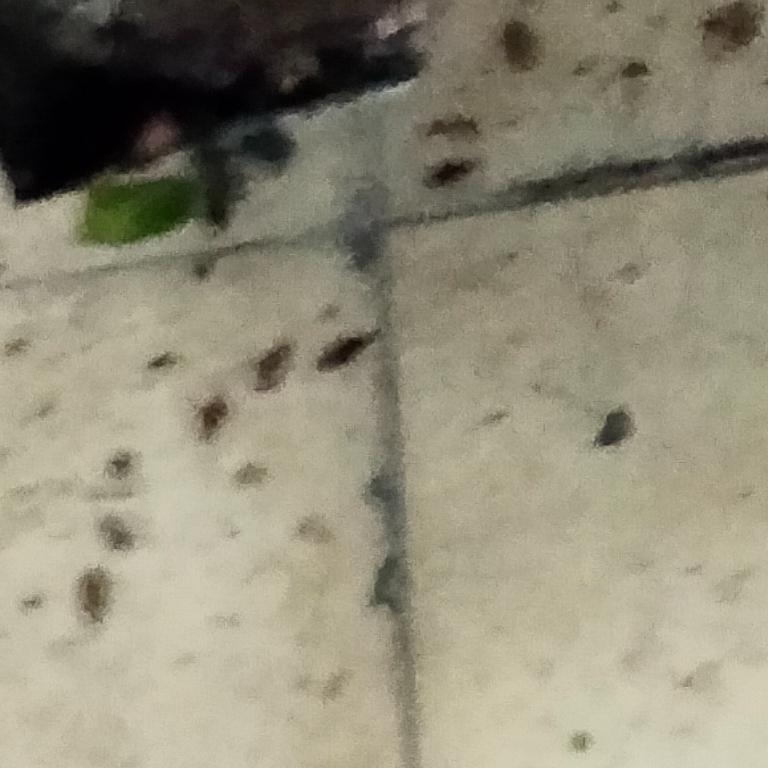 Cockroach Control Kitchen and Toilets in Chennai - Image 2