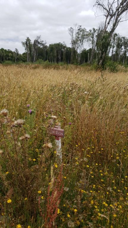 Venta de parcelas en Rofuco Alto Región de los Ríos en Valdivia - Imagen 2
