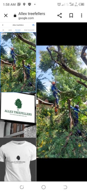 Tree removal specialists in Randburg - Image 2